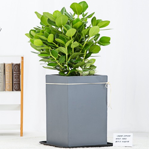 실내 키우기쉬운 공기정화식물 크루시아 반려 식물 인테리어 집들이선물